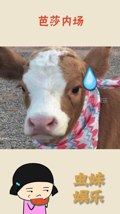 娱乐吃瓜酱埋狗,揭秘娱乐圈背后的“埋狗”真相